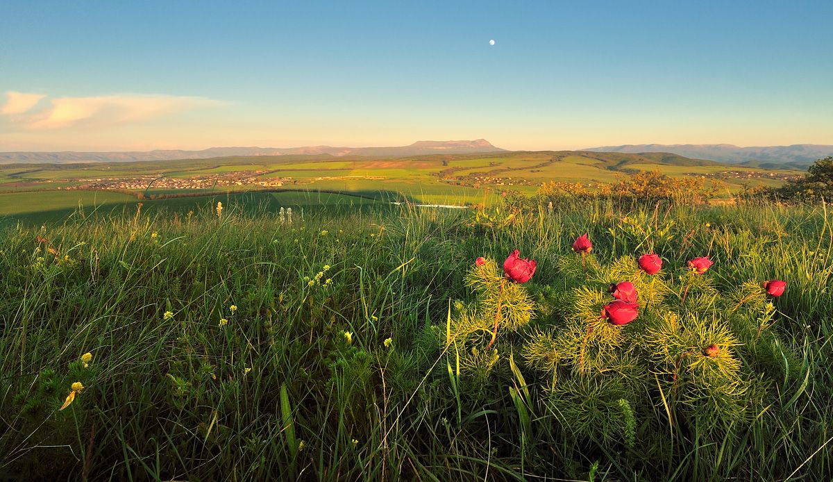 Pfingstrosen, Chater - Dag, und der Mond.