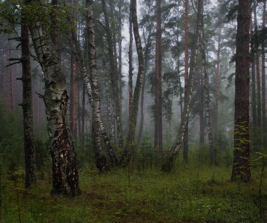 Prosypajushchiysja les