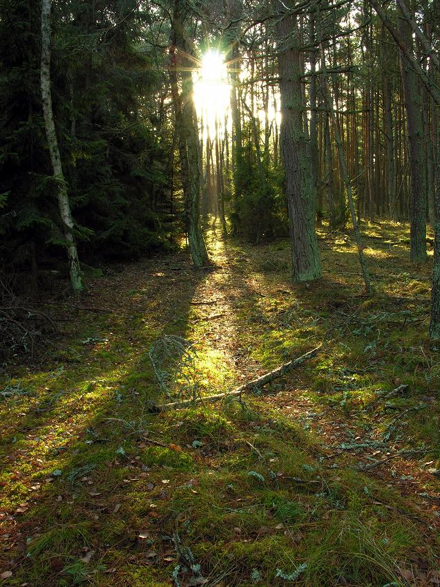 Wir halten Sie den Pfad in den Wald