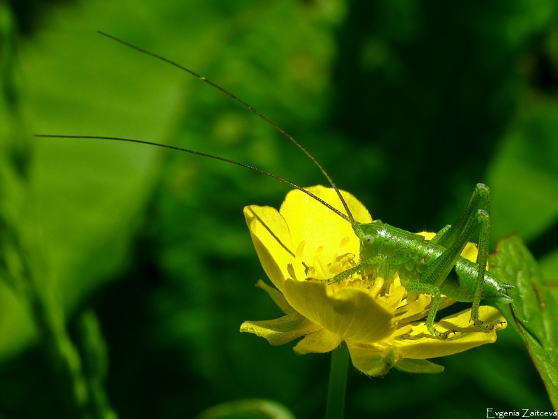 Grasshopper Nymphe