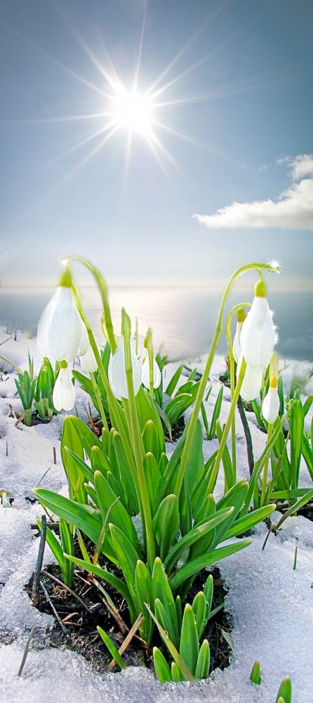 ein weiteres Geschenk für den Feiertag am 8. März