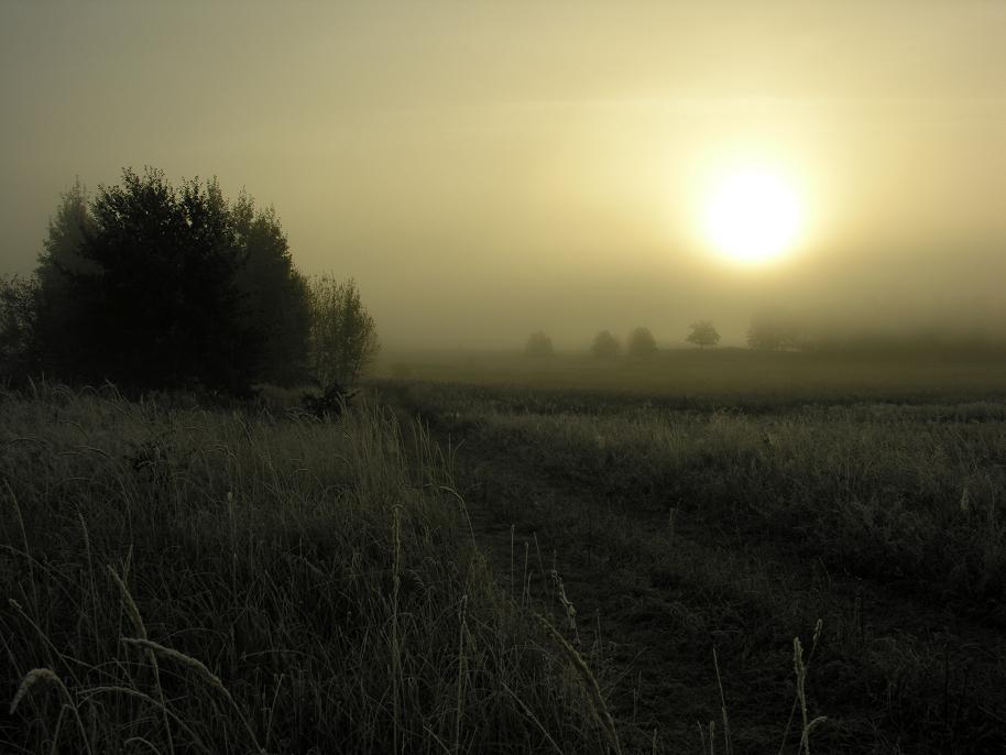 nebligen Morgen