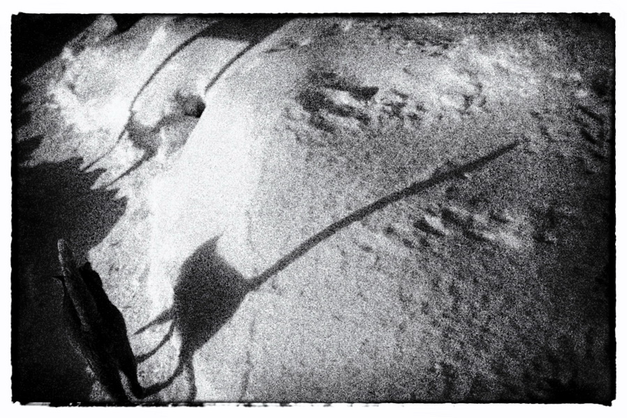 Frühling Schwänze sind länger bei Katzen))