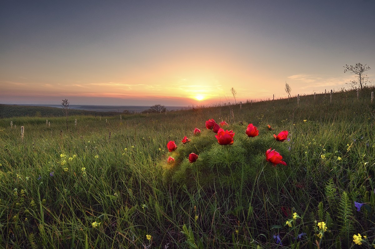 Sonnenuntergang Bouquet.