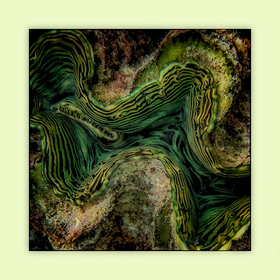 Textur der Unterwasserwelt