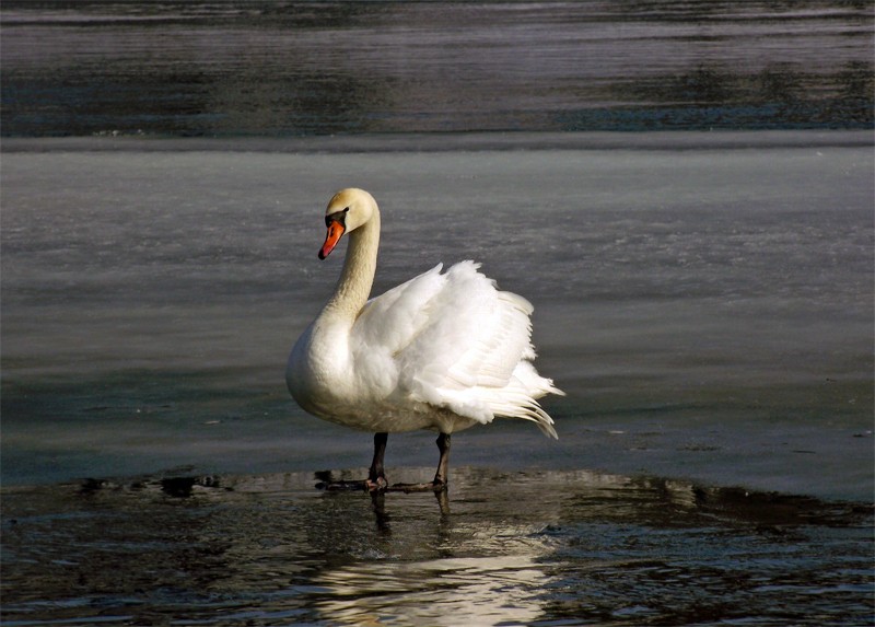 Frühling, kehrten wir