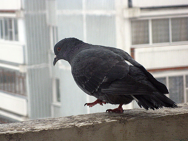 Der Glaube an den Flügeln