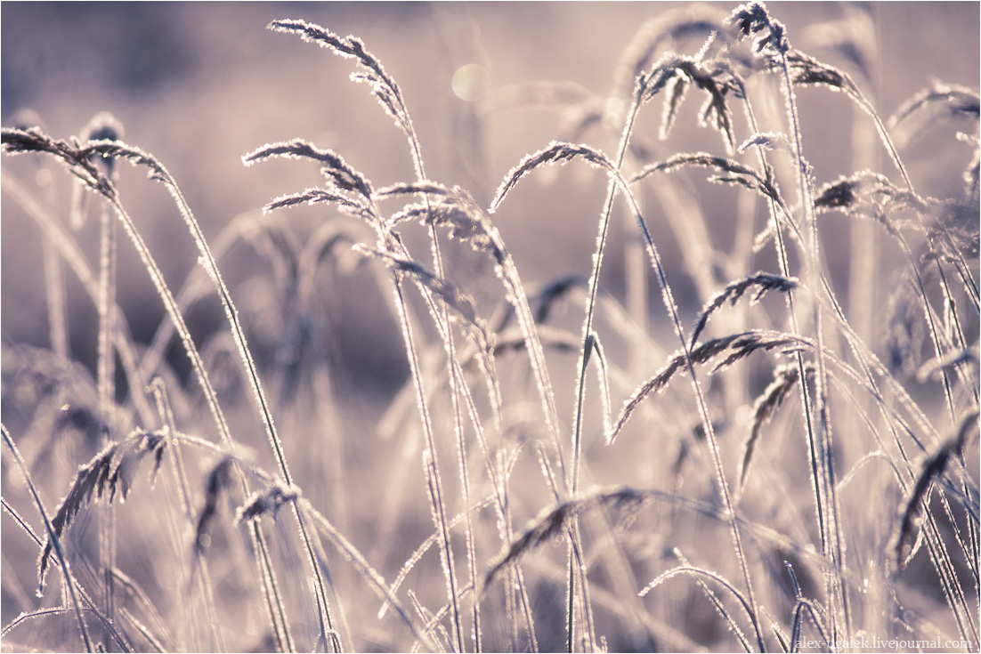 Frühlingstraum ....................