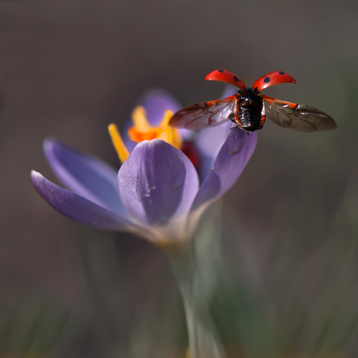 Warmlaufen des Motors ......