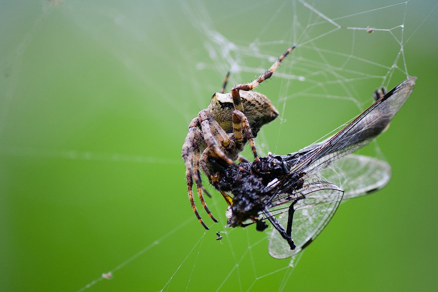 Paukan und strekozets