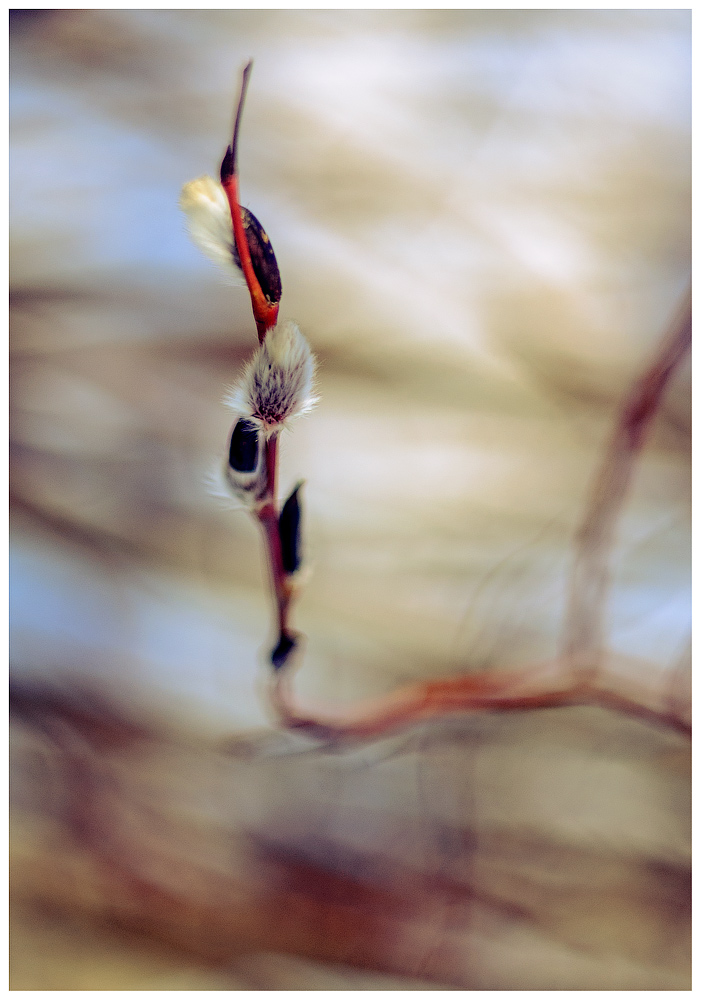 Und doch ist der Frühling!