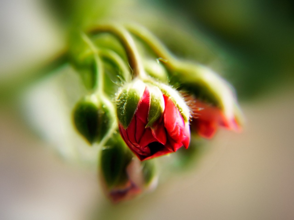 Und ich wachte im Frühjahr