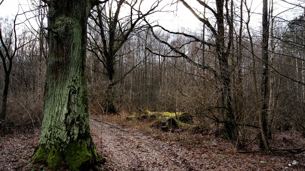 Oaks auf der Straße