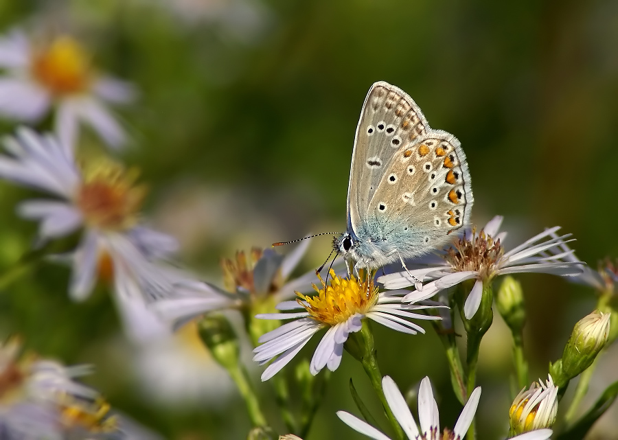 Kupfer-Schmetterling