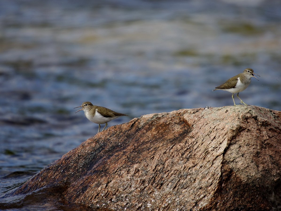 Benachrichtigen Sie!