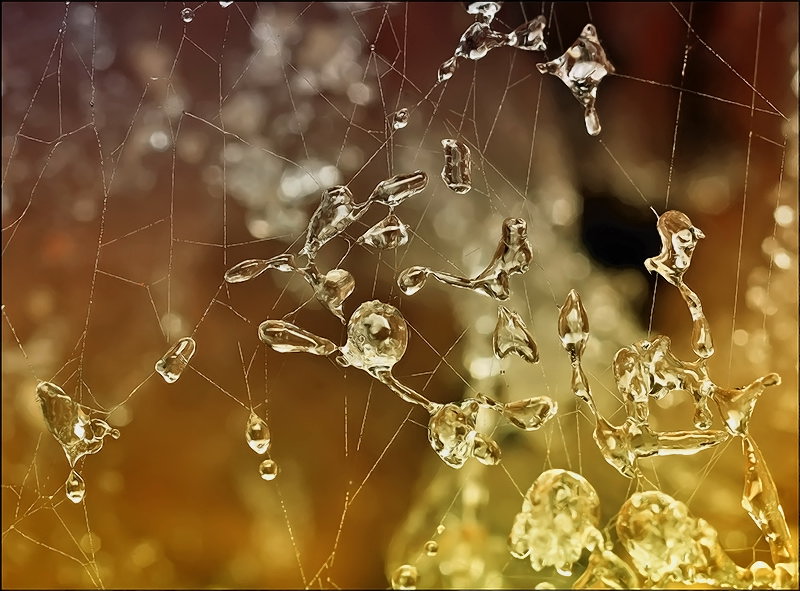 Die Meerestiere nevedimyh ...