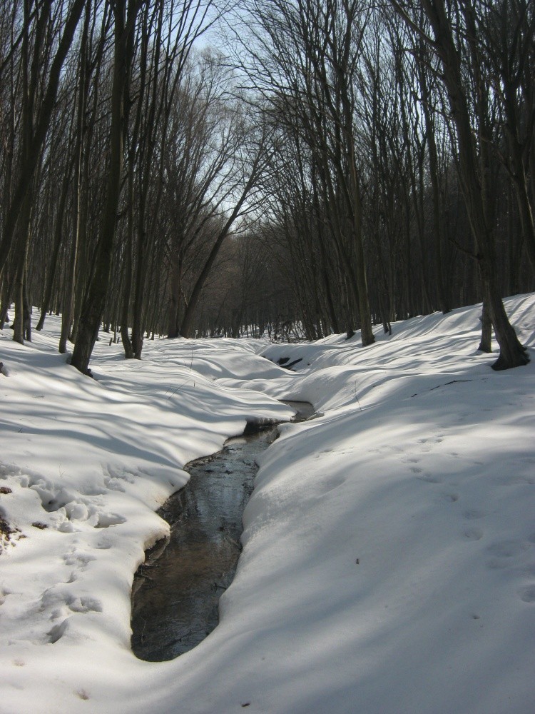 Урочище "Лесовые Гриневцы"