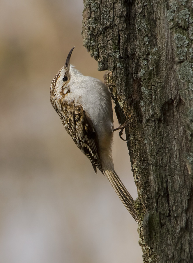Znayomtes- Pidkorishnik :)