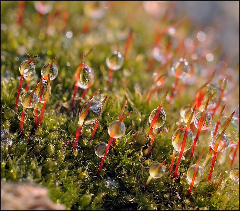 Frühling Glockenblumen ...