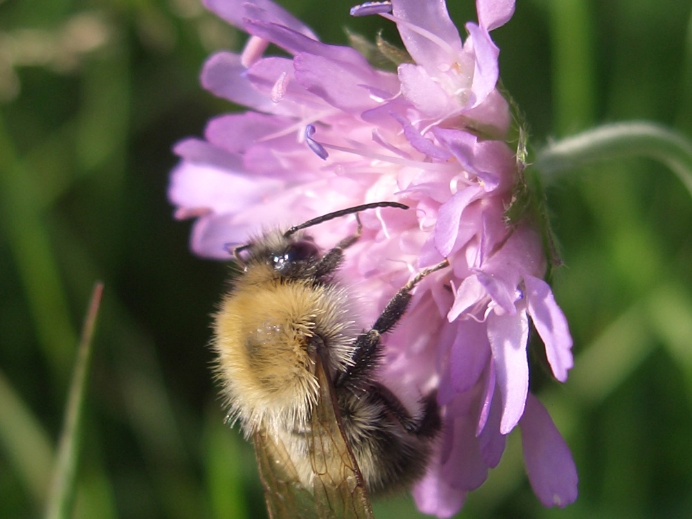 Sommer, die Blume und Hummel