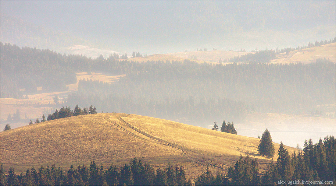 Carpathian .................... dirozhkami