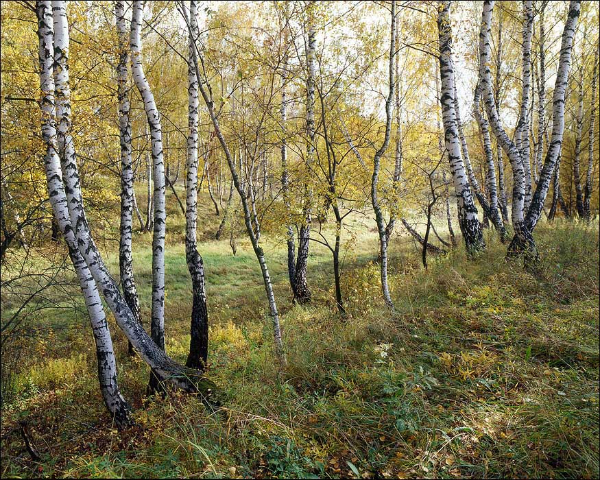 Land *** Birke Kattun.