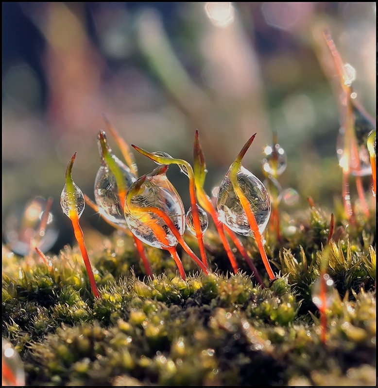 Sie sind glänzend ...