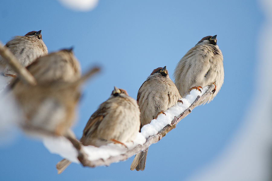 Sparrows