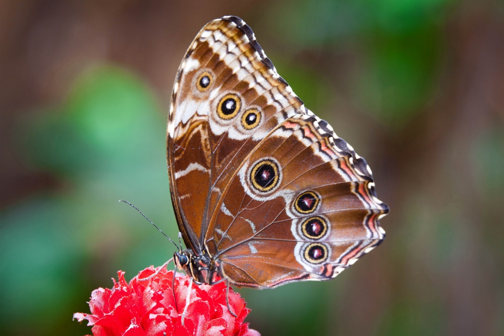 Schönheit der Natur