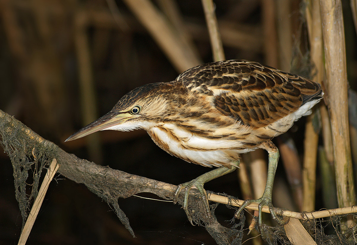 Kleine Rohrdommel - Ixobrychus minitus