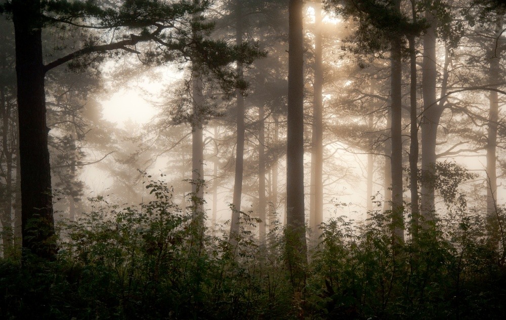 Die Geheimnisse des nebligen Morgen
