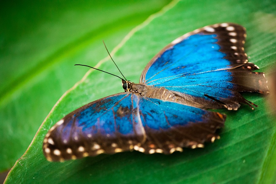Schmetterling