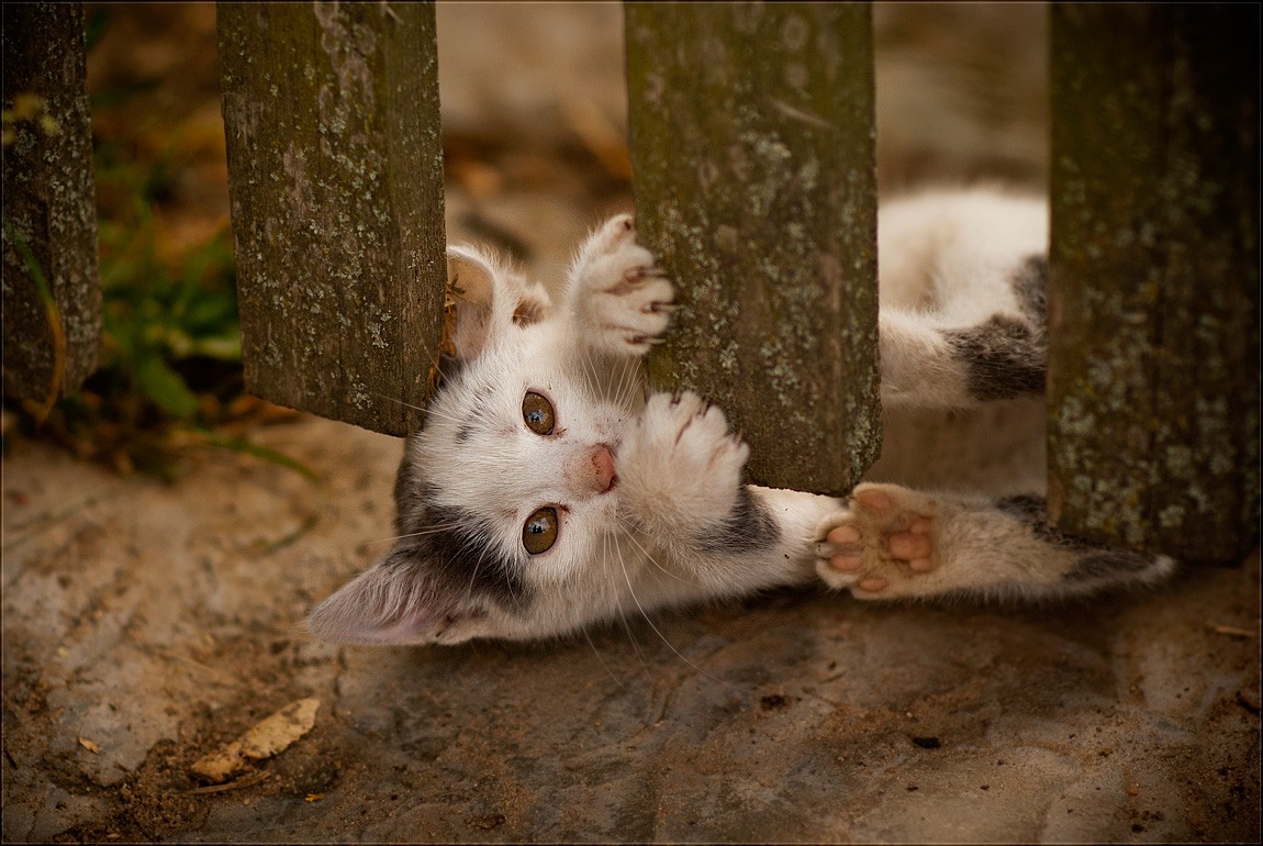 Ich habe um dich zu besuchen ...