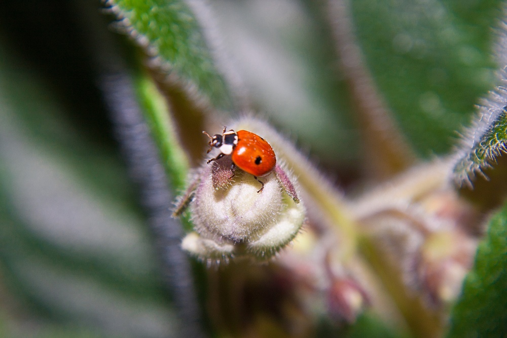 Auch wachte auf und kroch zu der violetten))