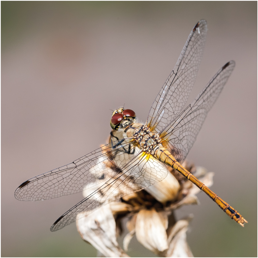 Mit variabler Geometrie Flügel ...