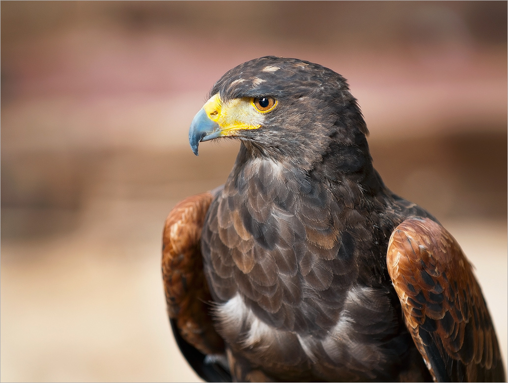 Falcon!, Aber der Blick des Adlers.