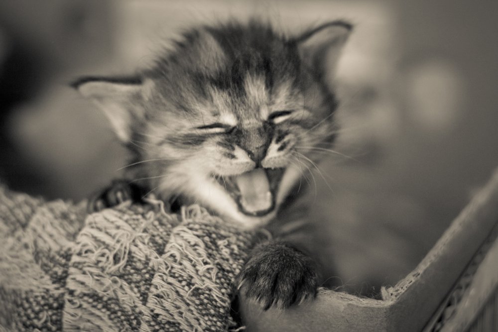 Wo bist du, Mutter? ..