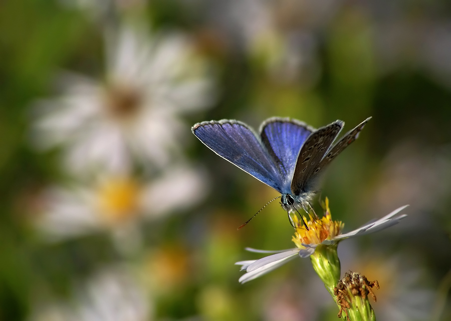 Kupfer-Schmetterling