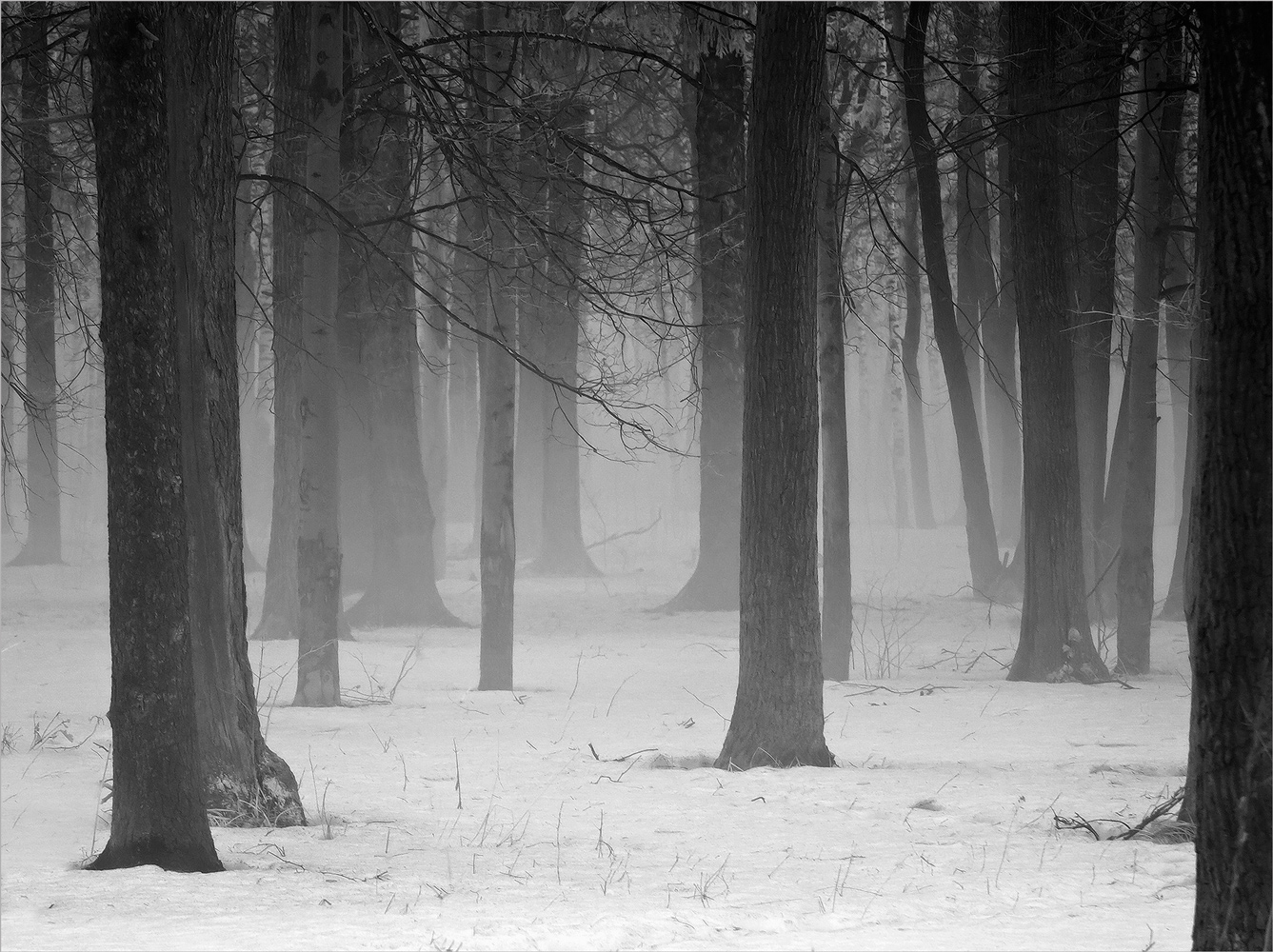 Morgen in den Eichenhain