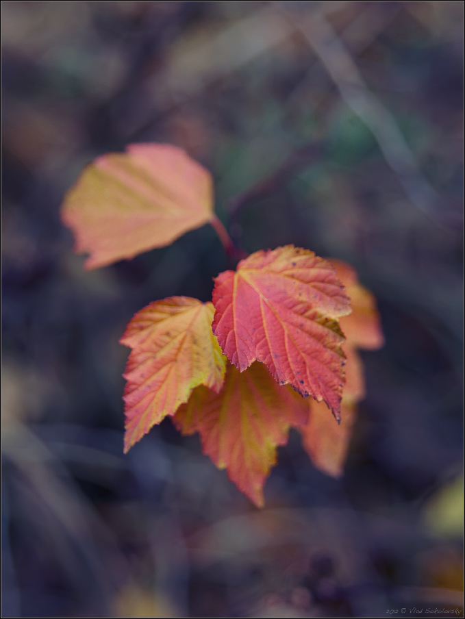 / Die Farbe des Herbstes /
