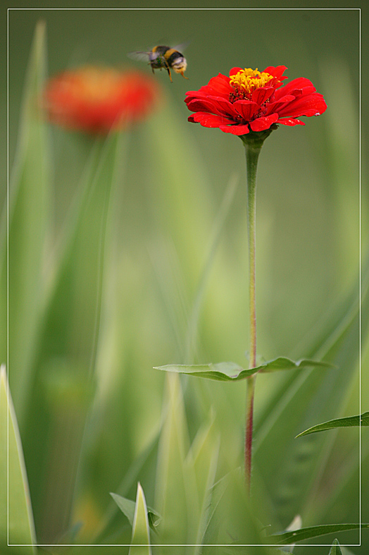 Flight of the Bumblebee