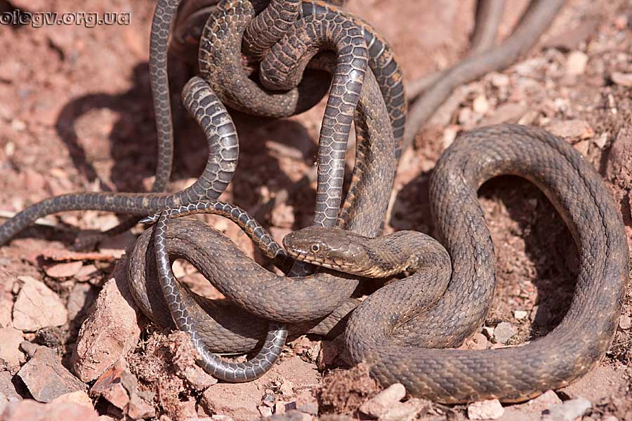 Viele kleine oder-Brutzeit ist offen