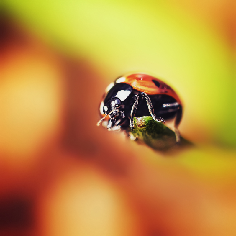 Die Abenteuer des Marienkäfer