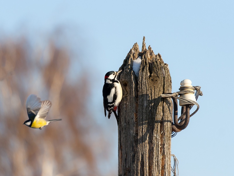 Athas! Elektriker überfallen!