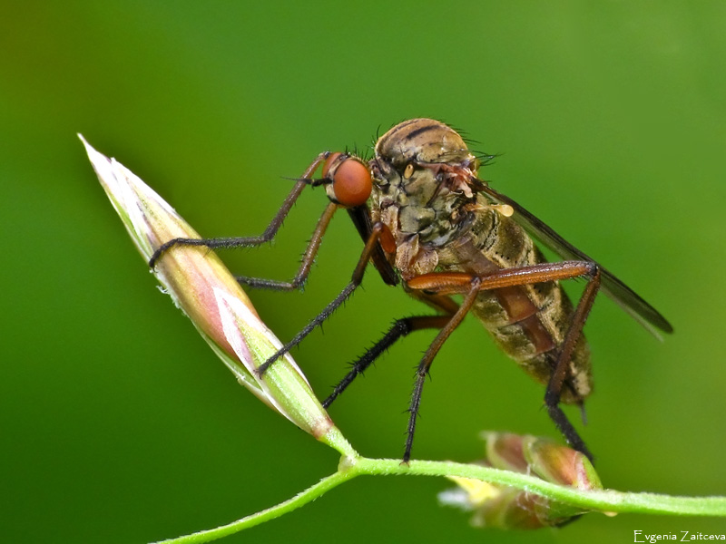 Mosquito tolkunchik