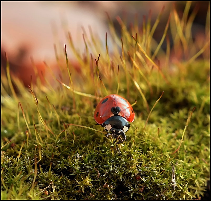 Ein Echo von einem Gong ...