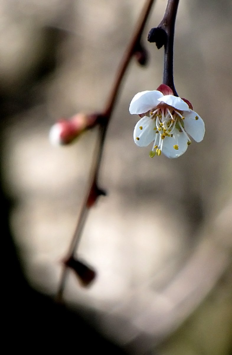 開花 アプリコット