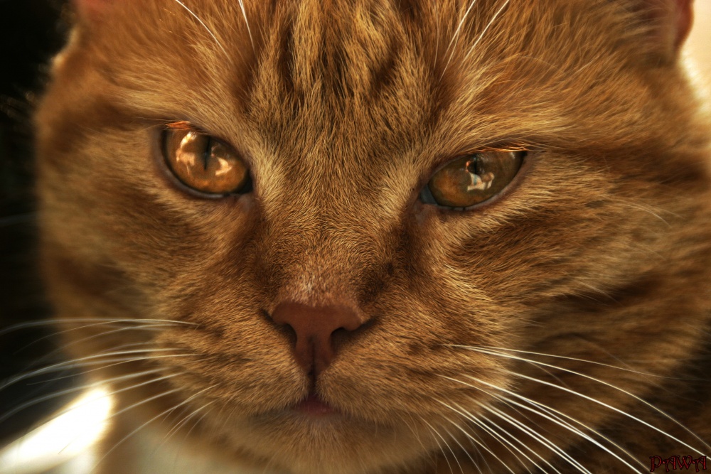 Katze namens Tschubais