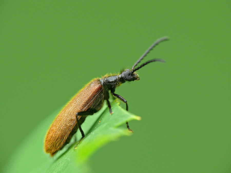 Mokhnatko gemeinsamen Lagria hirta