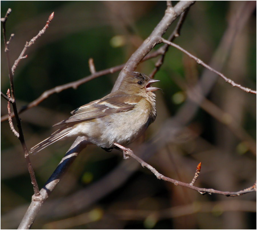 Wo bist du, Liebling?